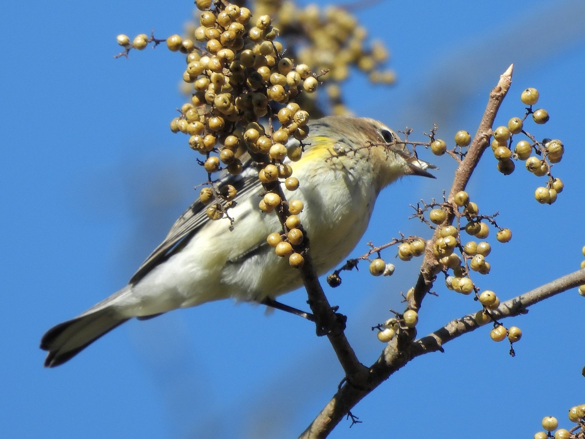 Yellow-rumped Warbler - ML644187312