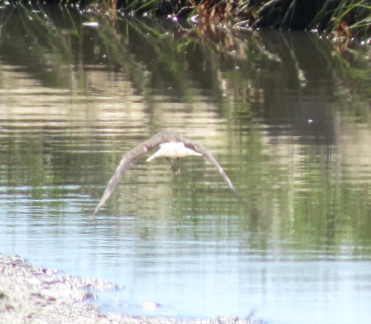 Greater Yellowlegs - ML644187320