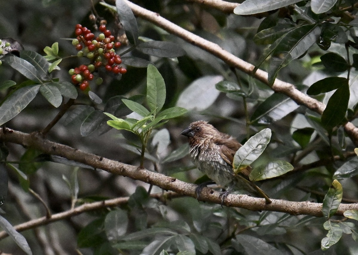 Scaly-breasted Munia - ML644187357