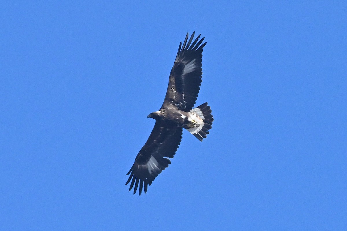 Golden Eagle - ML644187361