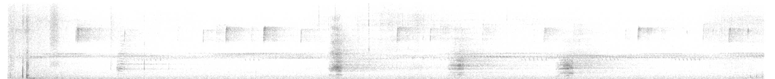 Koartza hauskara amerikarra - ML644187368