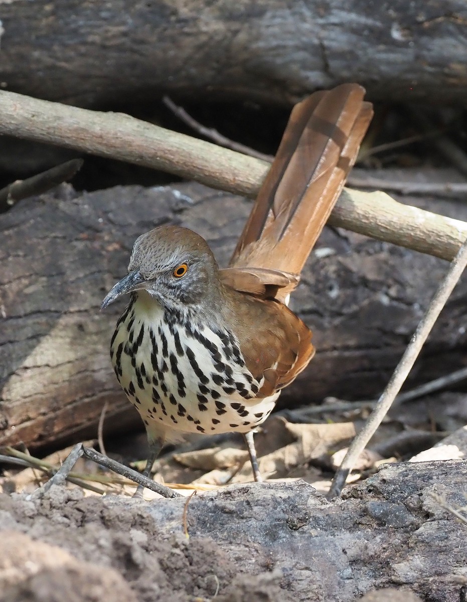 Long-billed Thrasher - ML644187383