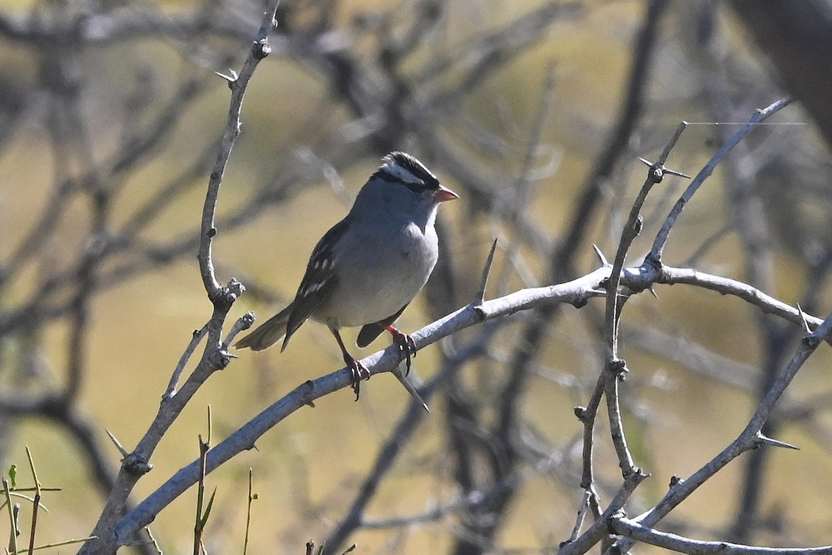 White-crowned Sparrow (Dark-lored) - ML644187397