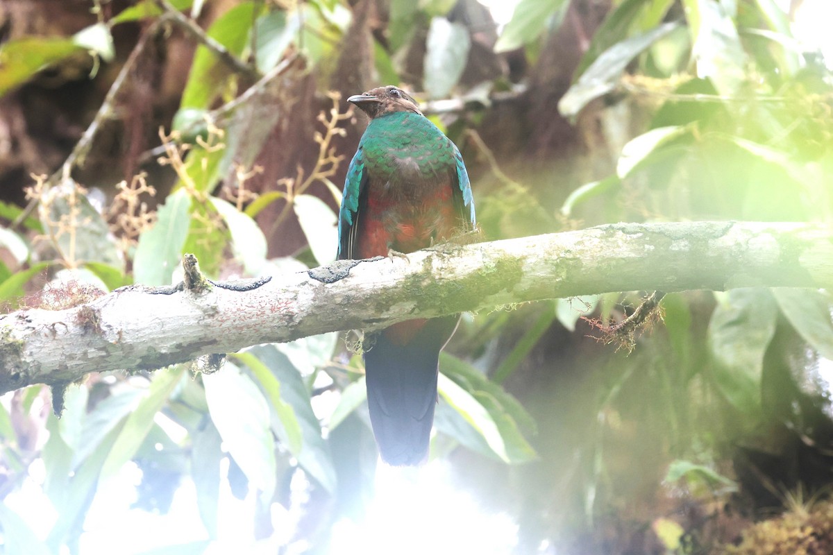 Golden-headed Quetzal - ML644187400