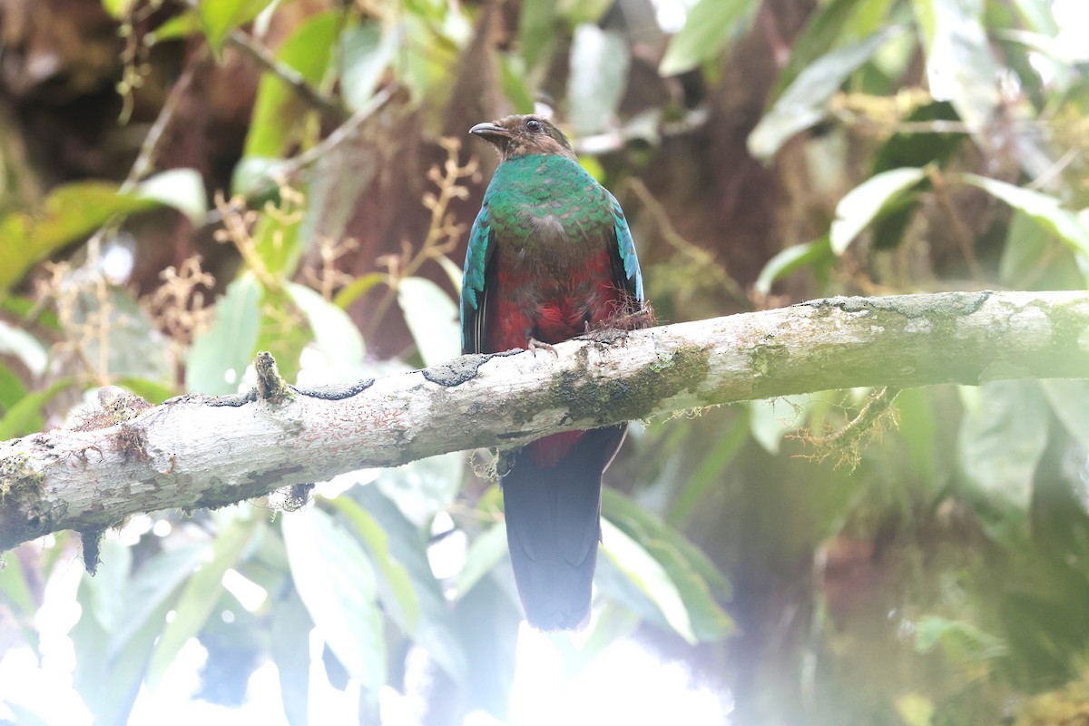 Golden-headed Quetzal - ML644187402