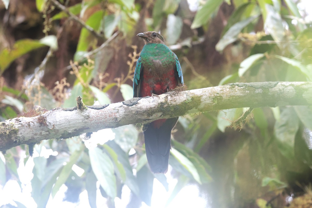 Golden-headed Quetzal - ML644187403