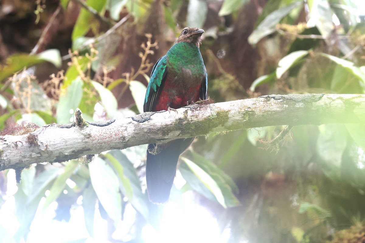 Golden-headed Quetzal - ML644187404