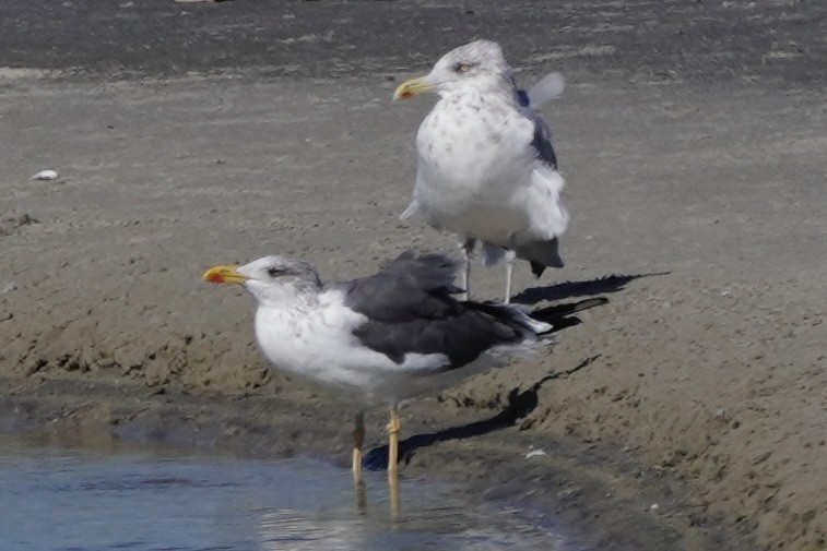 Lesser Black-backed Gull - ML644187422