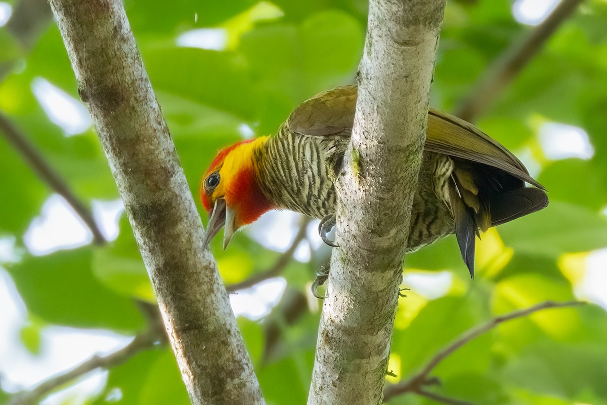 Yellow-throated Woodpecker - ML644187425