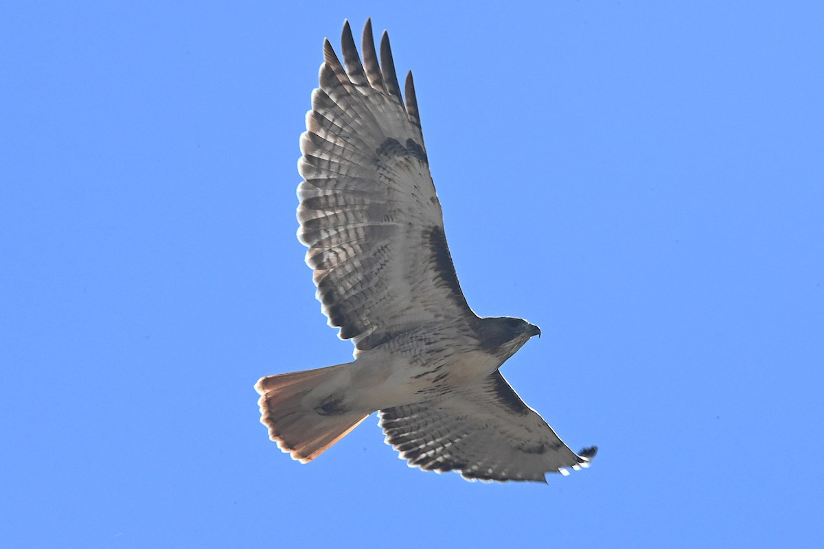 Red-tailed Hawk - ML644187446