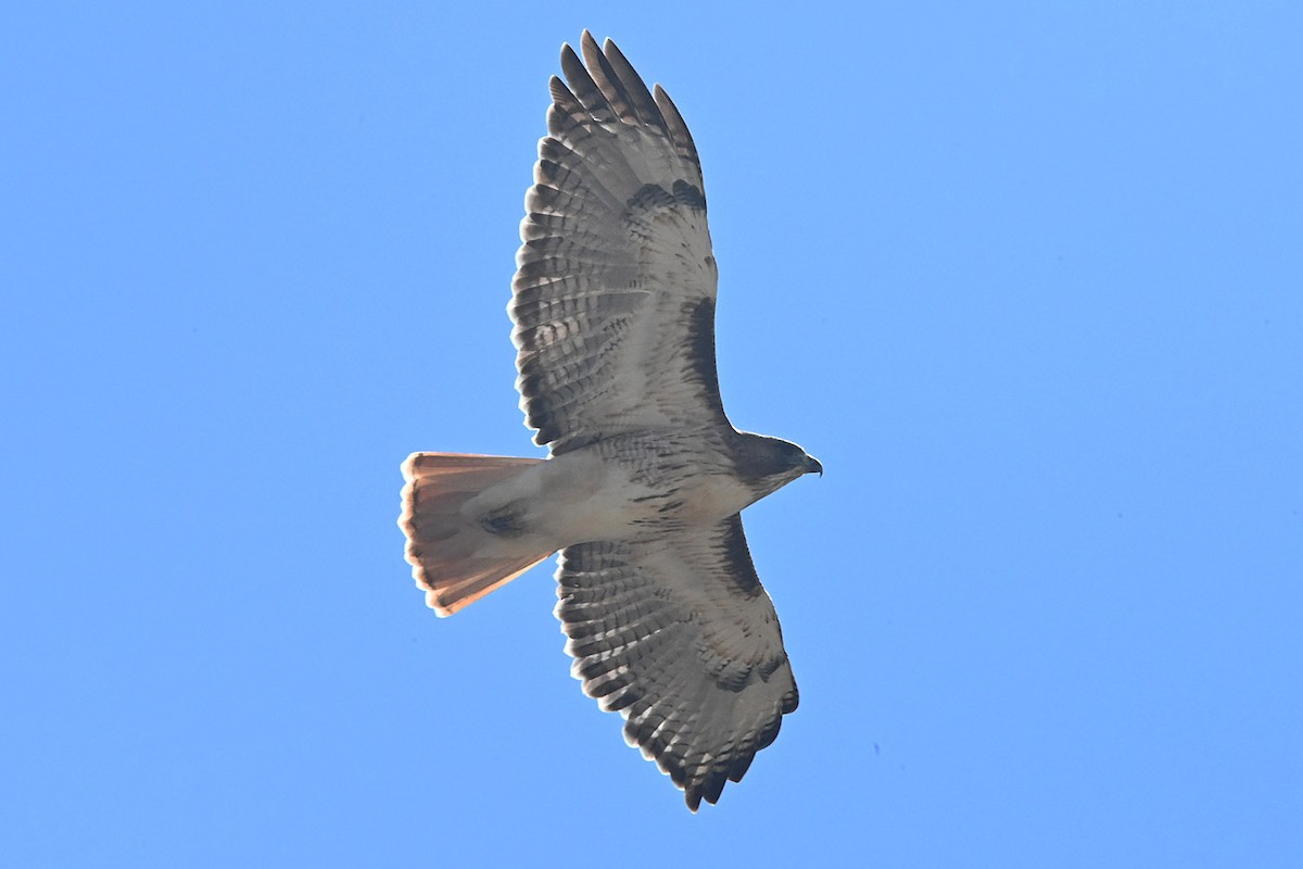 Red-tailed Hawk - ML644187447
