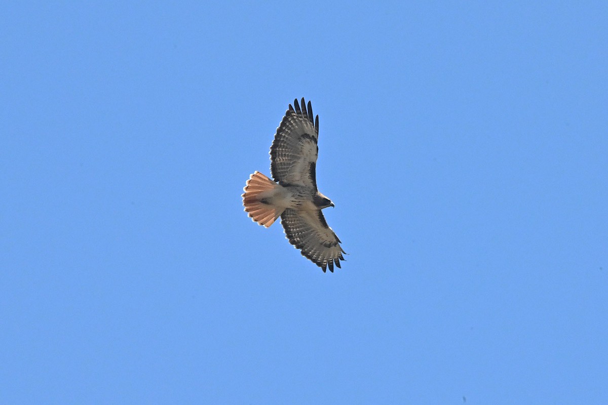 Red-tailed Hawk - ML644187448