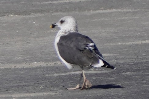 Lesser Black-backed Gull - ML644187466
