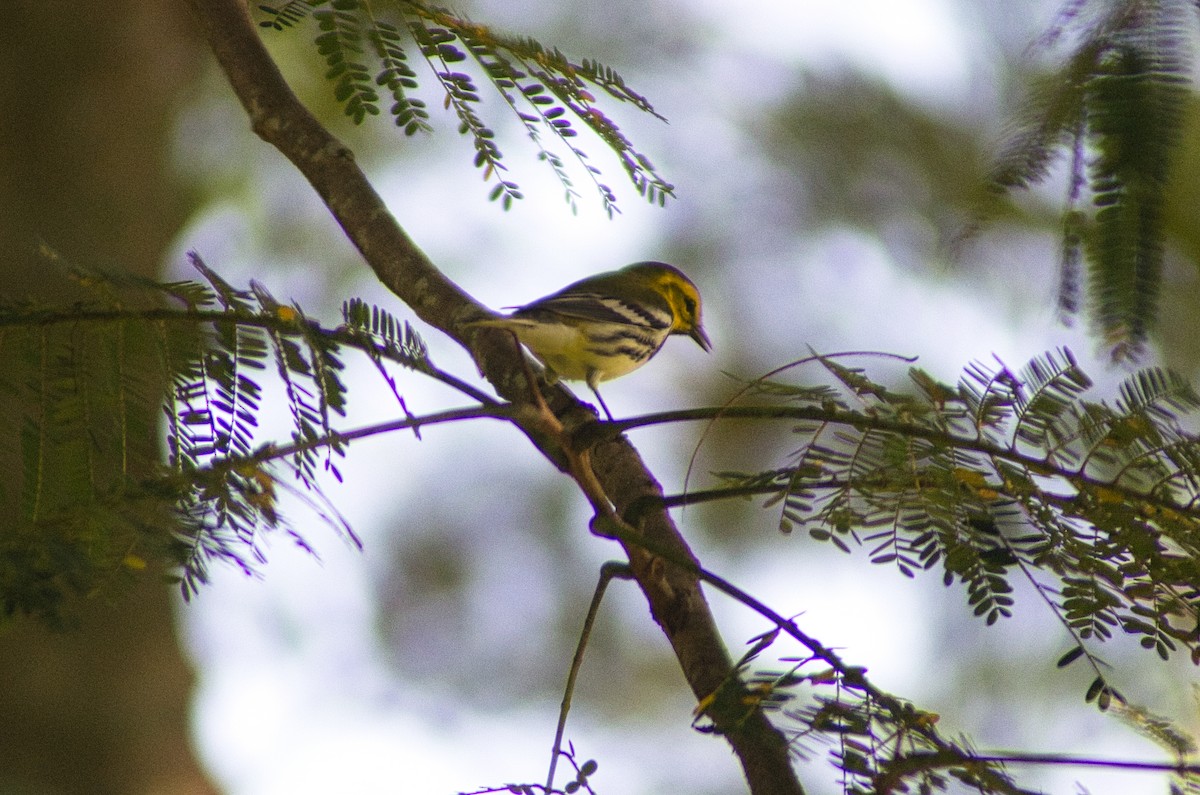 Black-throated Green Warbler - ML644187503