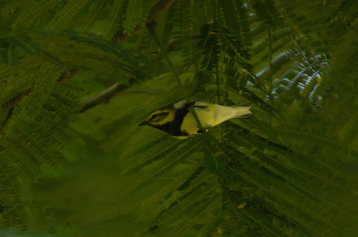 Black-throated Green Warbler - ML644187504