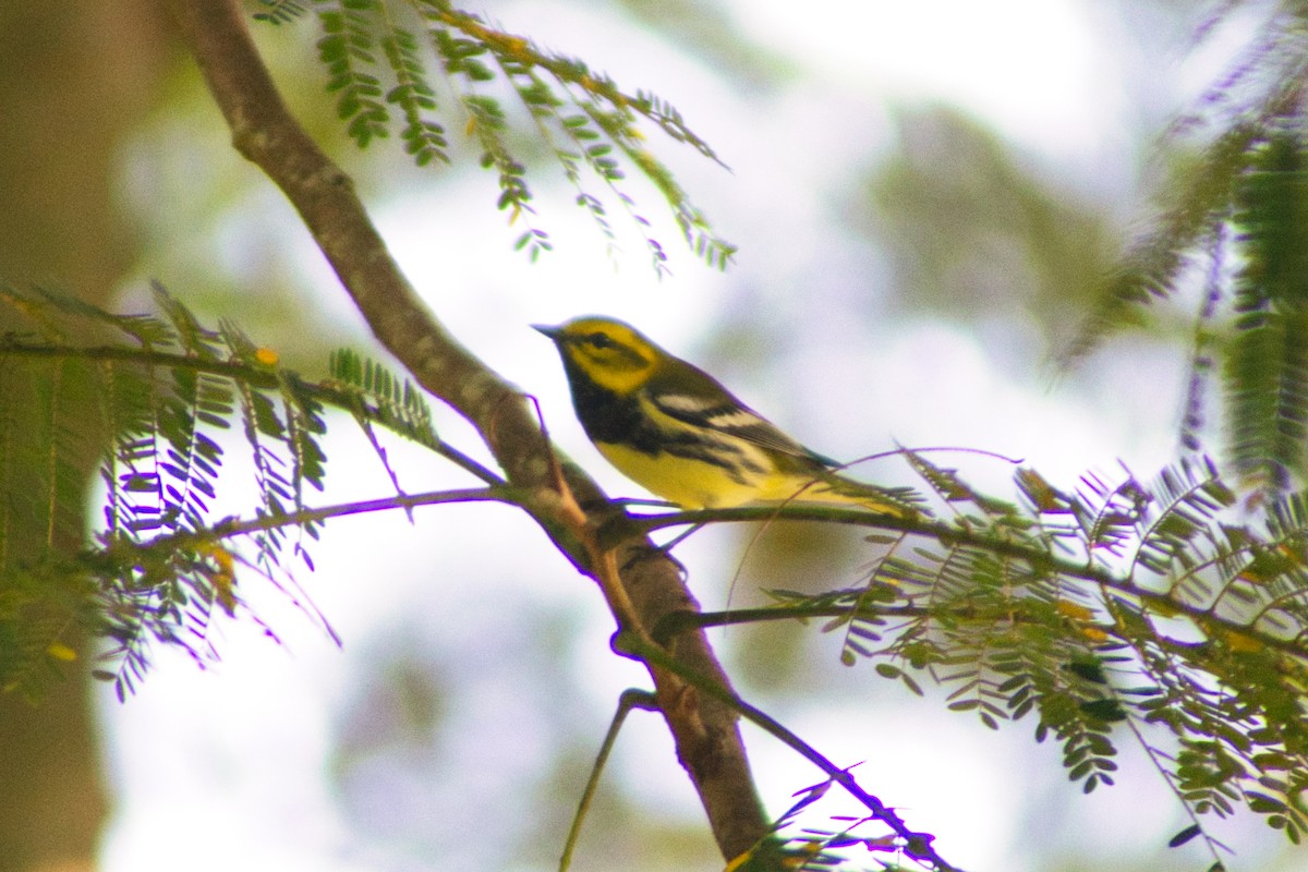Black-throated Green Warbler - ML644187505