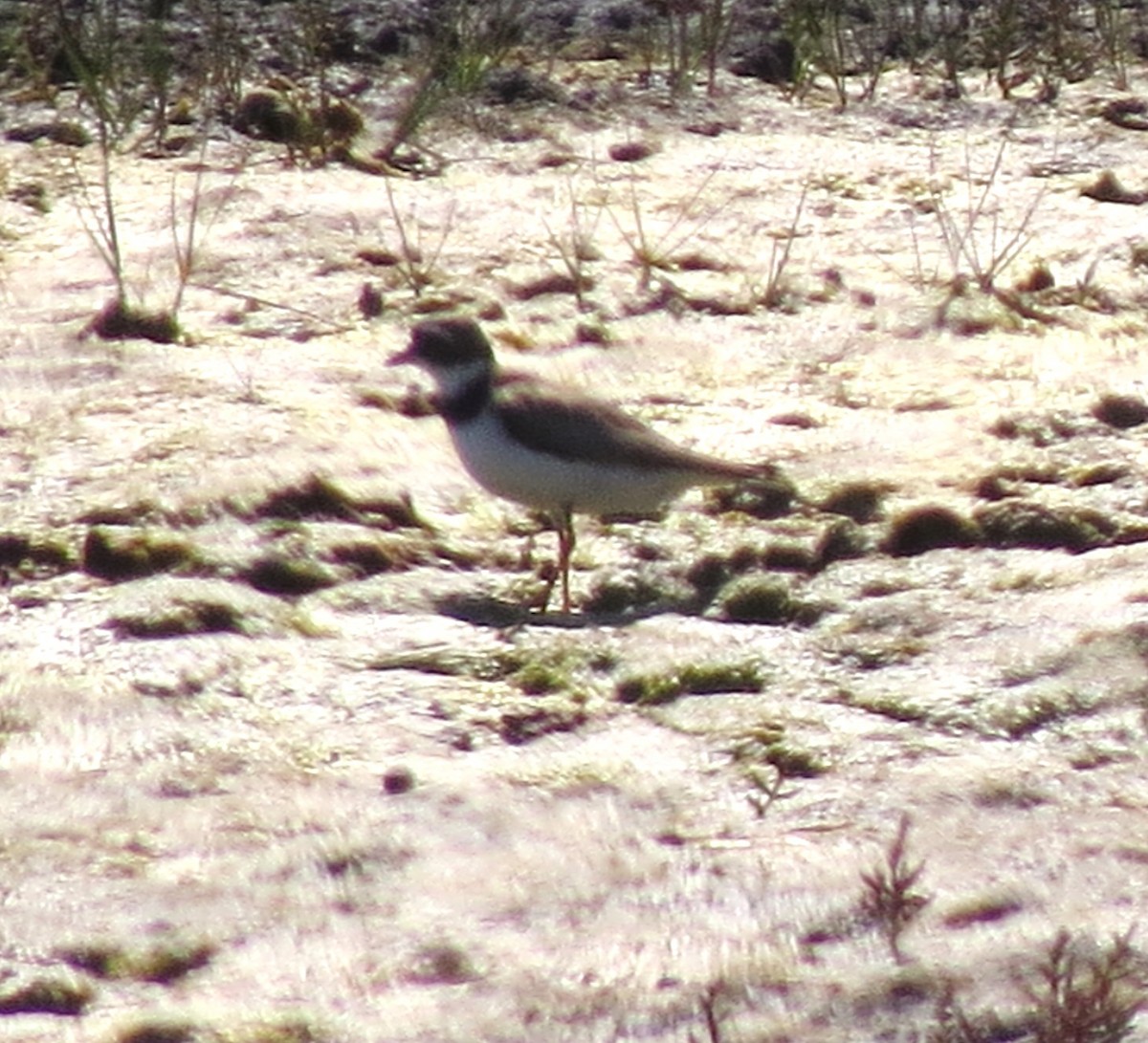 Semipalmated Plover - ML644187518