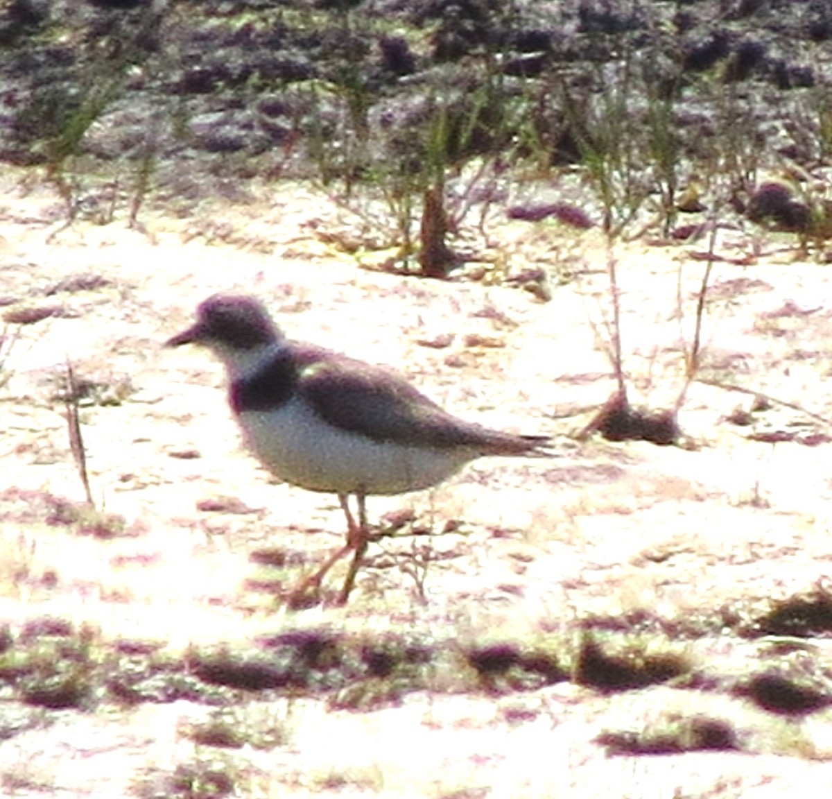 Semipalmated Plover - ML644187527