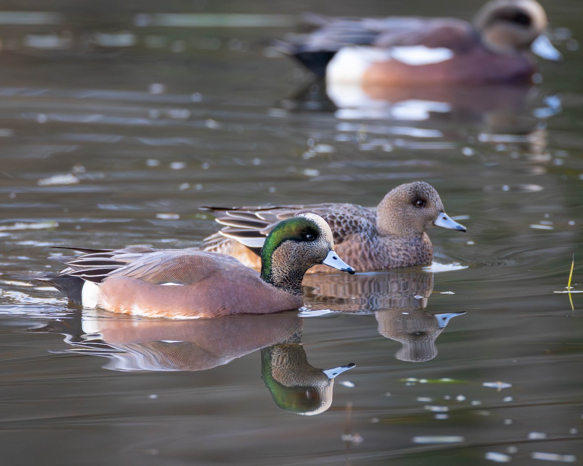 American Wigeon - ML644187528