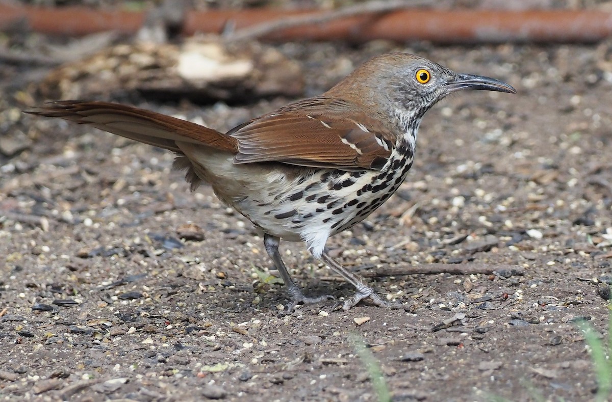 Long-billed Thrasher - ML644187536