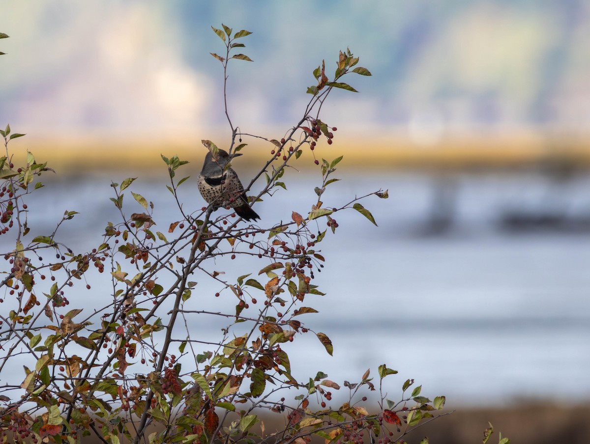 Northern Flicker - ML644187550