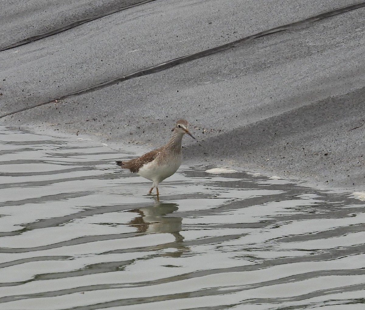 Lesser Yellowlegs - ML644187558