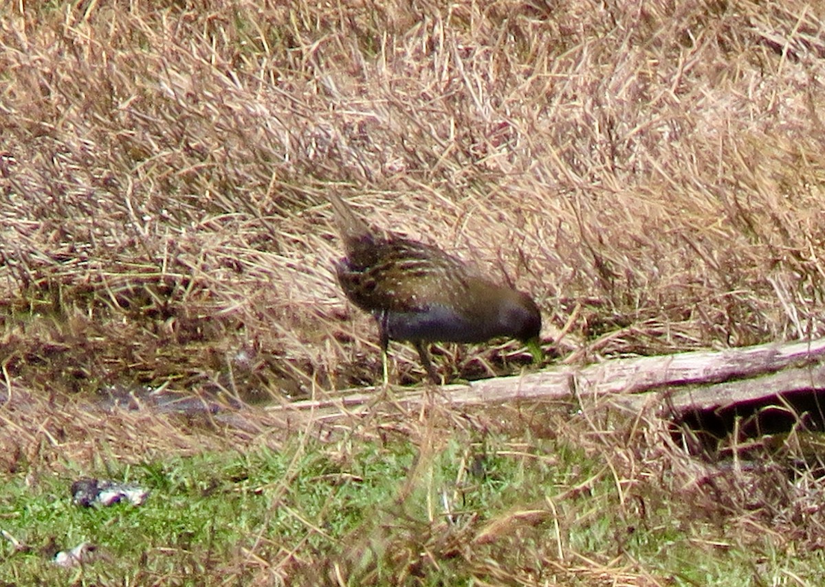 ミナミヒメクイナ - ML644187578