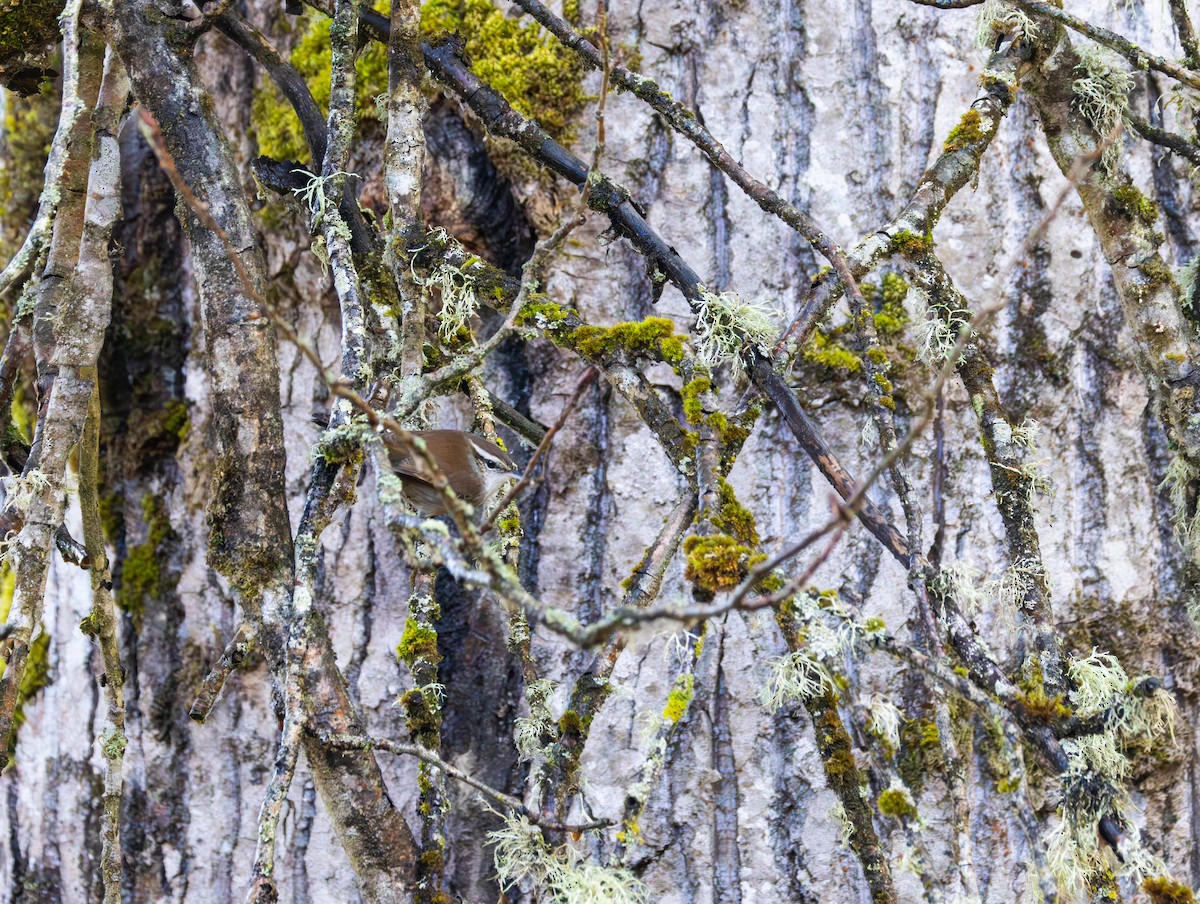 Підбуреник - ML644187585