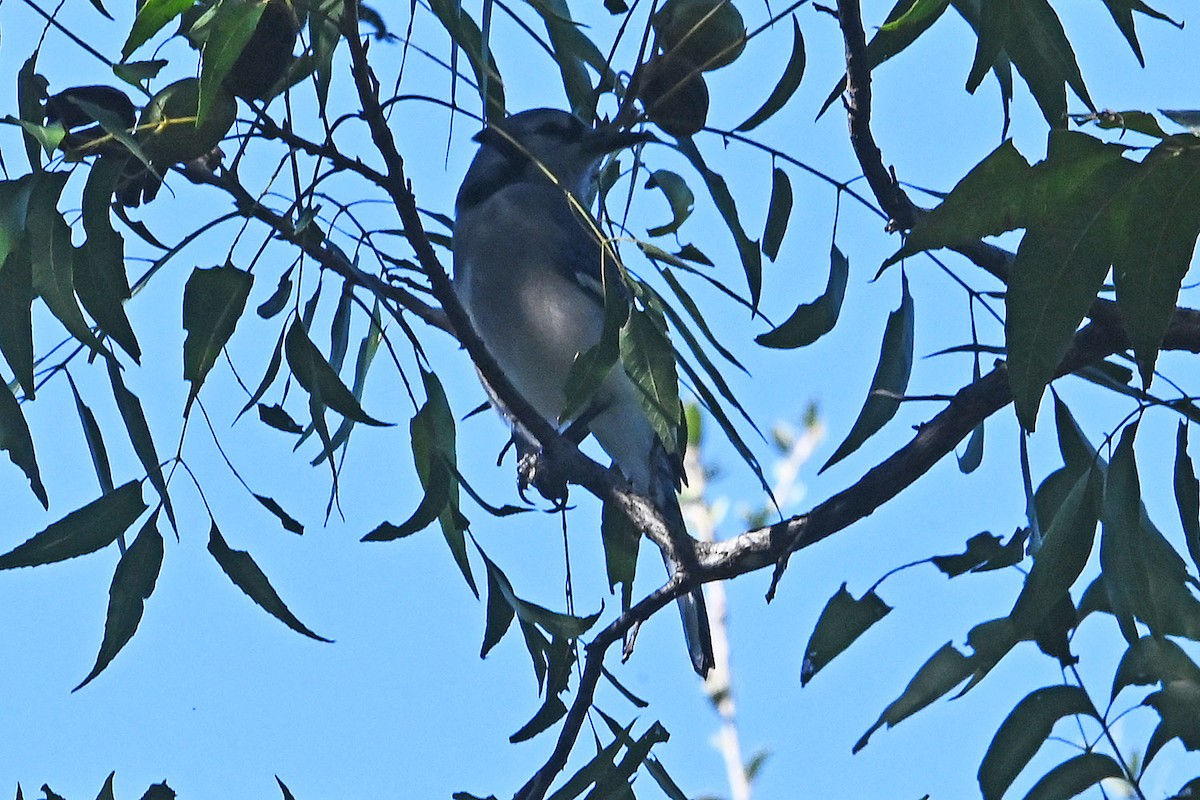 Blue Jay - ML644187600