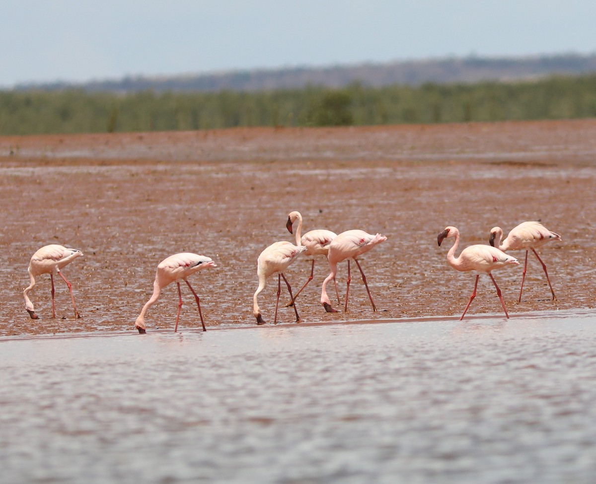 Flamant nain - ML644187620