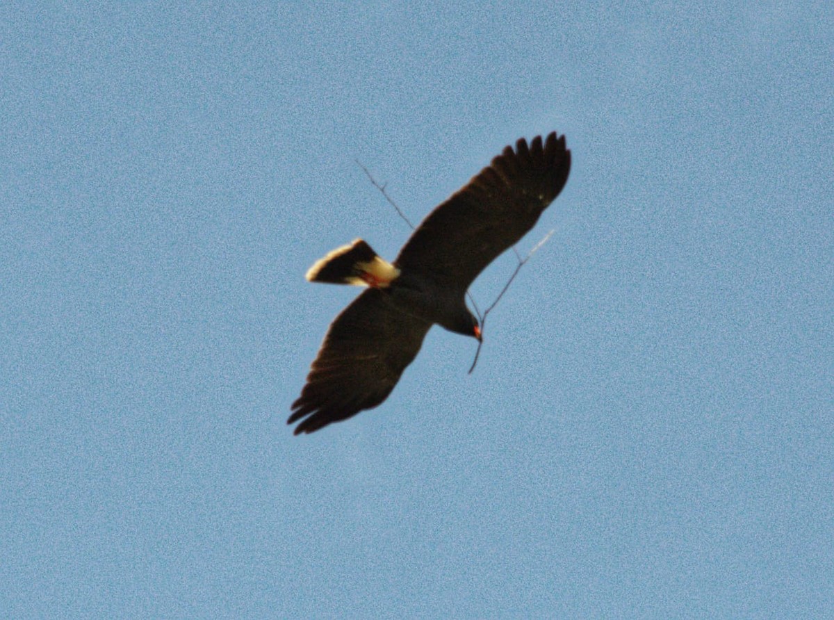 Snail Kite - ML644187624