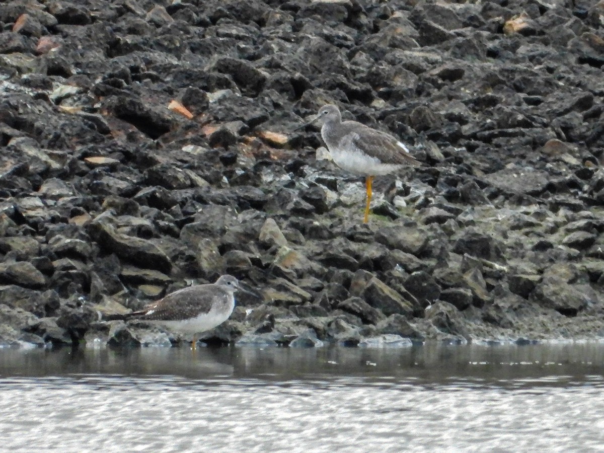 Greater Yellowlegs - ML644187626