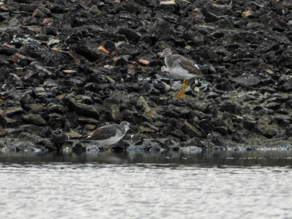 Greater Yellowlegs - ML644187627