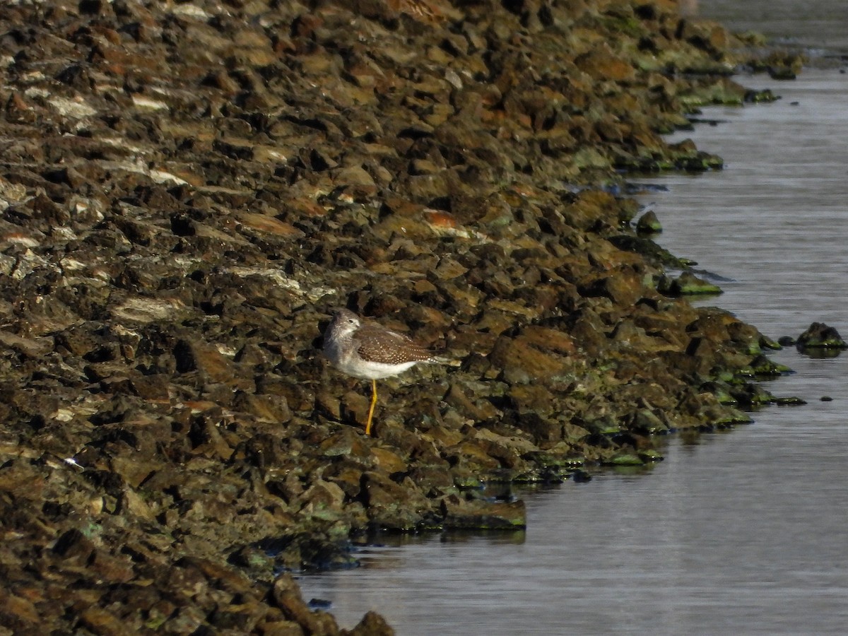 Greater Yellowlegs - ML644187628