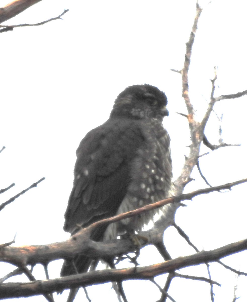 Smeriglio - ML644187689