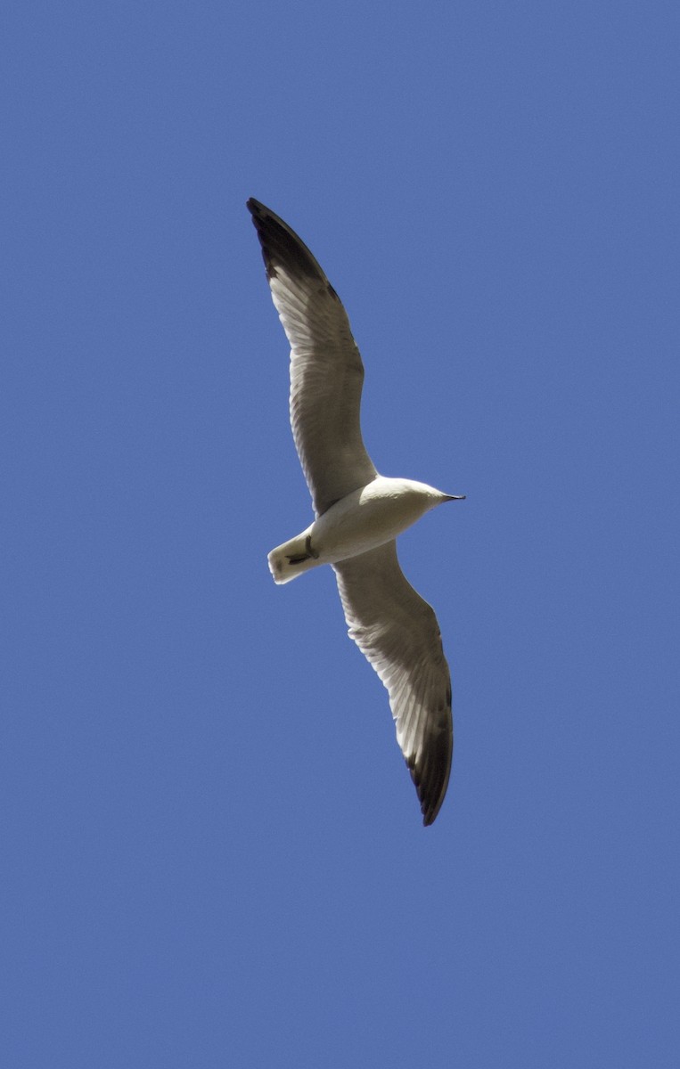Ring-billed Gull - ML644187690