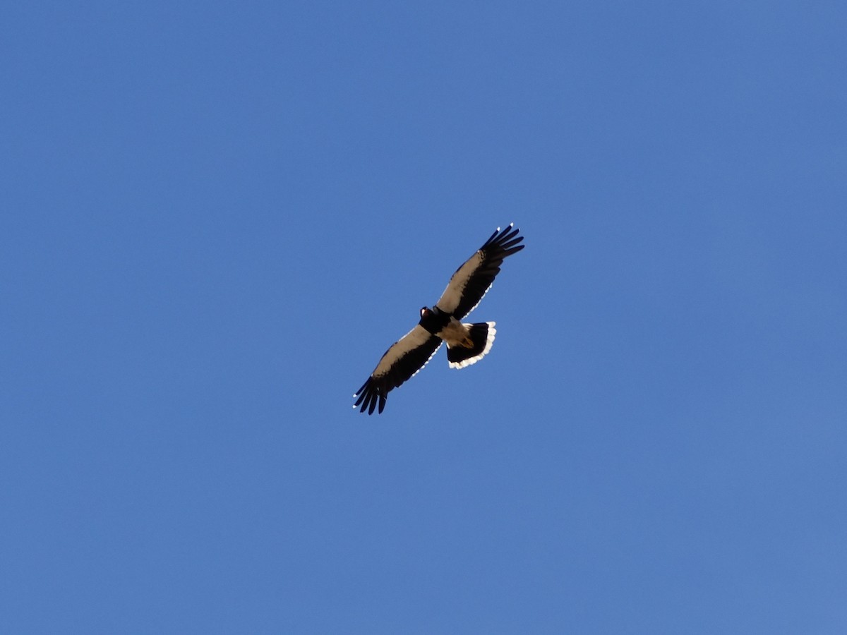 Caracara montagnard - ML644187728
