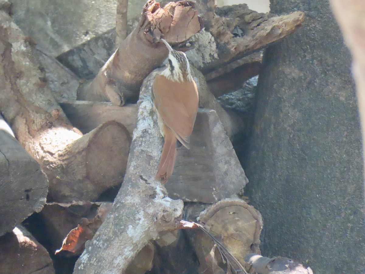 Narrow-billed Woodcreeper - ML644187749