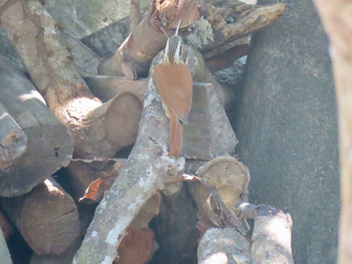 Narrow-billed Woodcreeper - ML644187750