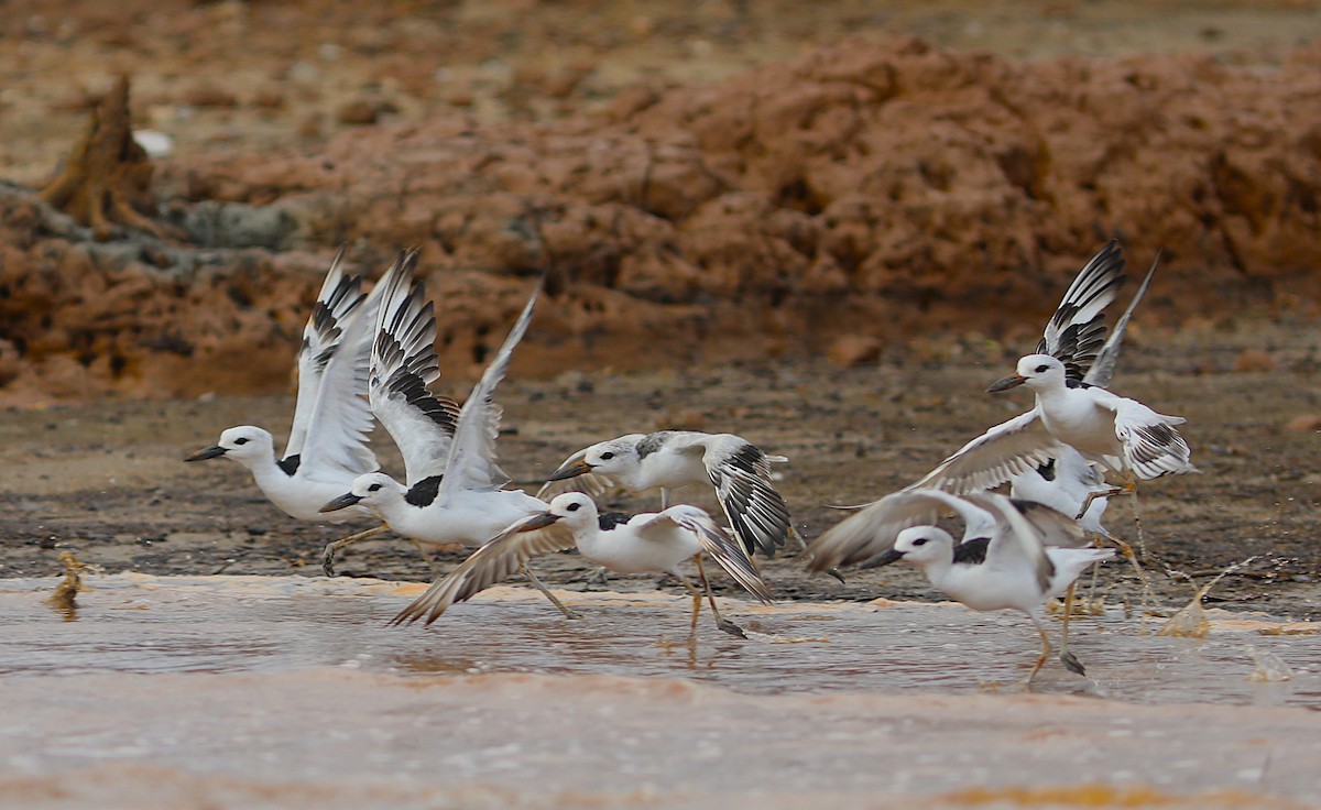 Crab-Plover - ML644187753