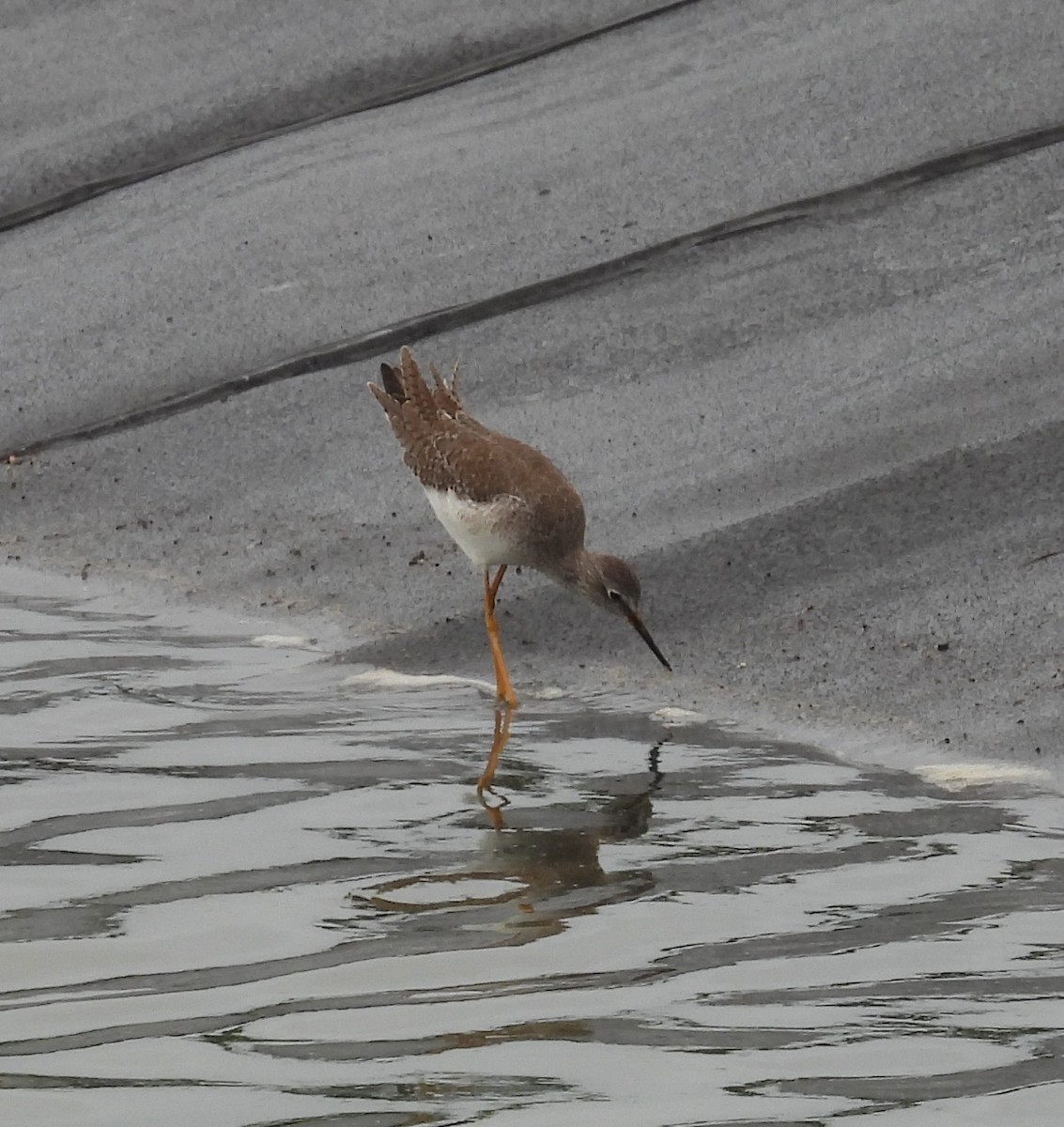 Lesser Yellowlegs - ML644187765