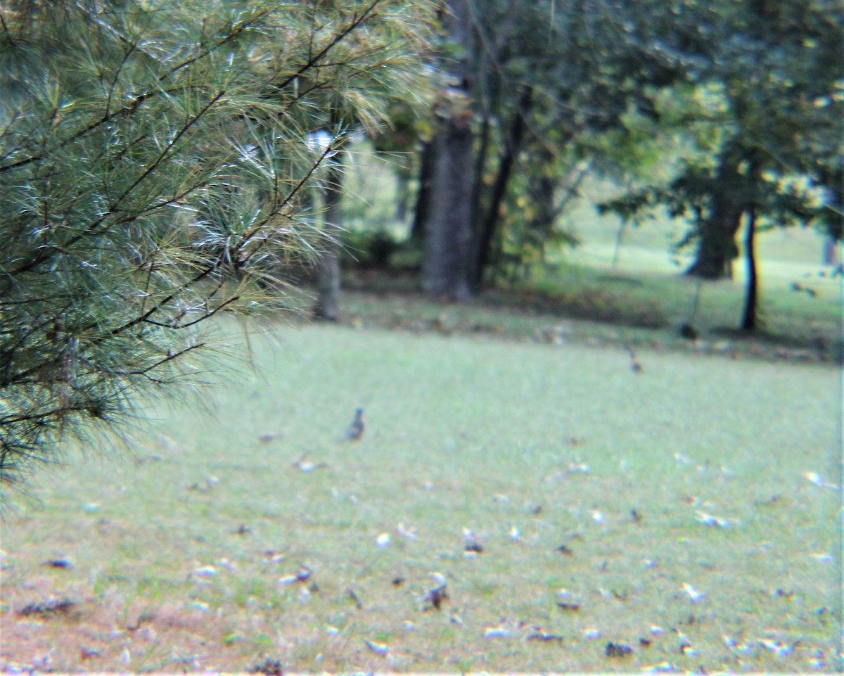 Канад галуу - ML644187778