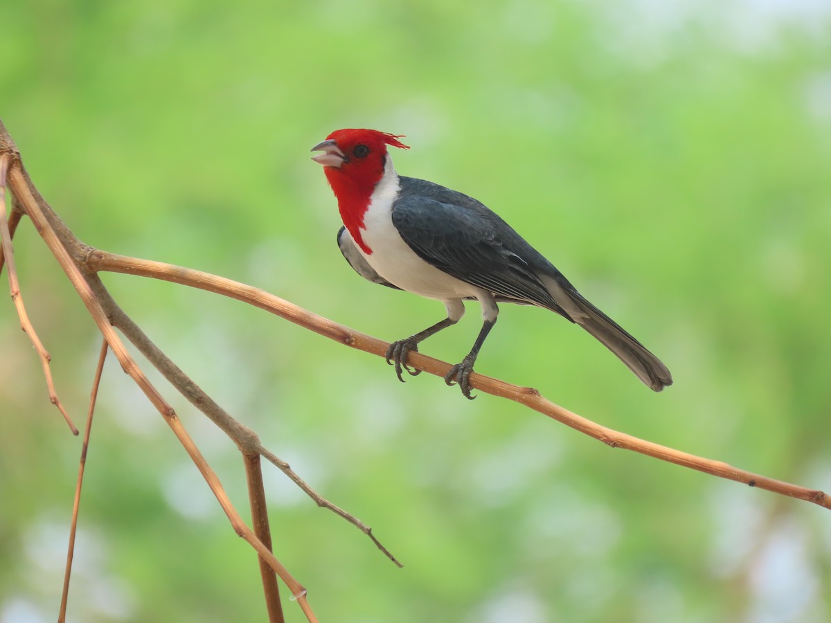 Red-crested Cardinal - ML644187782