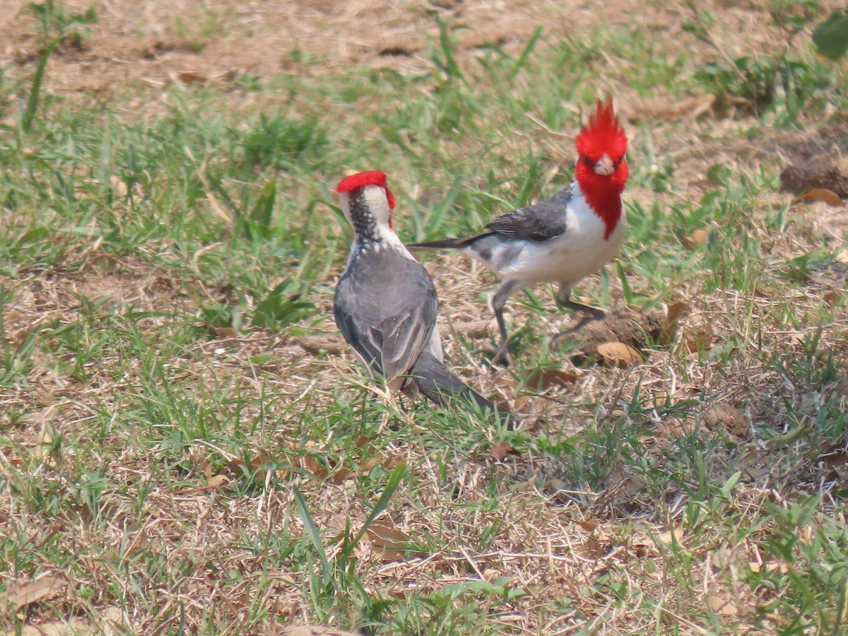 Red-crested Cardinal - ML644187783
