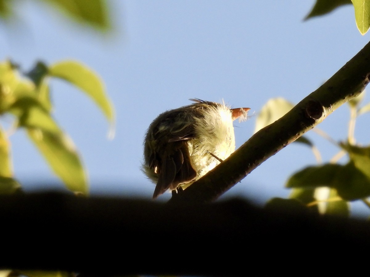 Western Flycatcher - Kathy Rigling