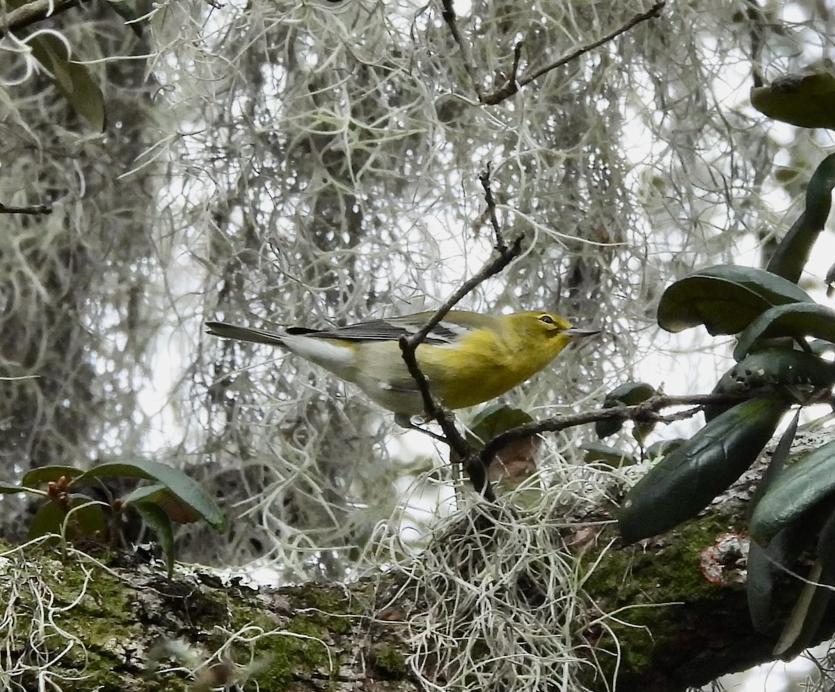 Pine Warbler - ML644187813