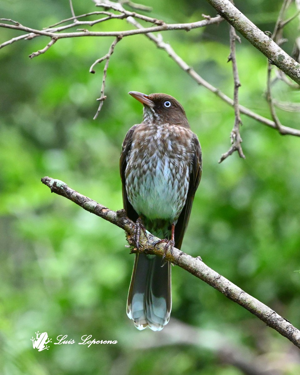 drozdec karibský - ML644187819