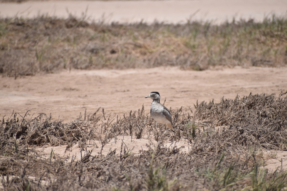 Peruvian Thick-knee - ML644187824