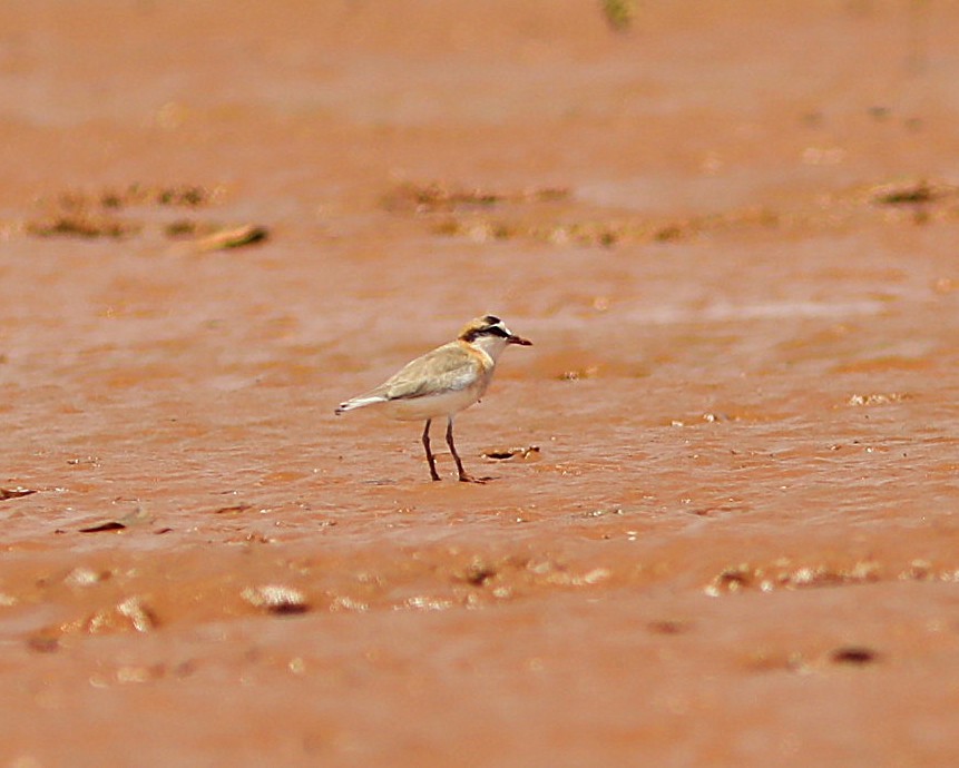 White-fronted Plover - ML644187830