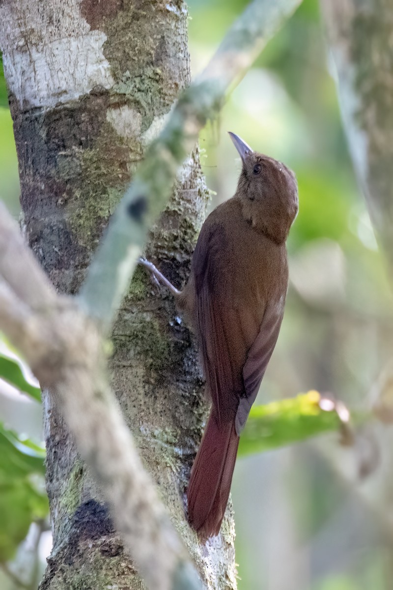 ミナミコオニキバシリ（turdina） - ML644187833